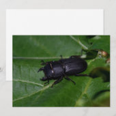 Dorcus parallelipipedus , der kleinere Hirschkäfer (Vorne/Hinten)