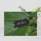 Dorcus parallelipipedus , der kleinere Hirschkäfer (Stehend Vorderseite)