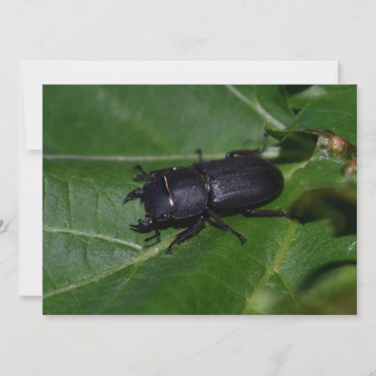 Dorcus parallelipipedus , der kleinere Hirschkäfer (Vorderseite)
