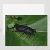 Dorcus parallelipipedus , der kleinere Hirschkäfer (Vorne/Hinten)