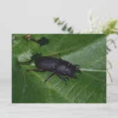 Dorcus parallelipipedus , der kleinere Hirschkäfer (Stehend Vorderseite)