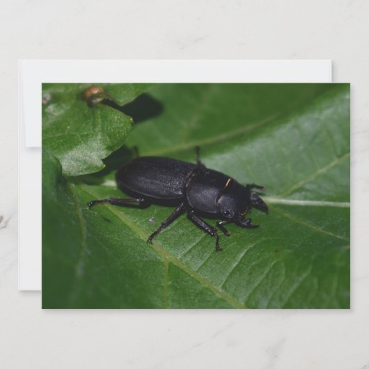 Dorcus parallelipipedus , der kleinere Hirschkäfer (Vorderseite)