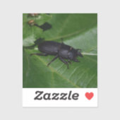 Dorcus parallelipipedus , der kleinere Hirschkäfer Aufkleber (Blatt)