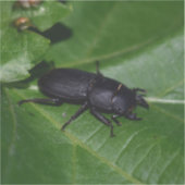 Dorcus parallelipipedus , der kleinere Hirschkäfer Aufkleber (Vorderseite)