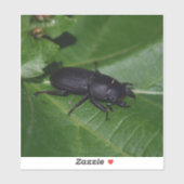 Dorcus parallelipipedus , der kleinere Hirschkäfer Aufkleber (Blatt)