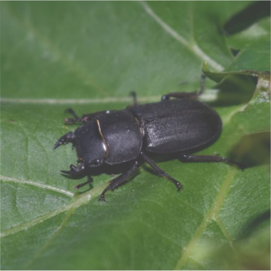 Dorcus parallelipipedus , der kleinere Hirschkäfer Aufkleber (Vorderseite)