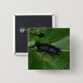 Dorcus parallelipipedus , der kleinere Hirschkäfer Button (Vorne & Hinten)