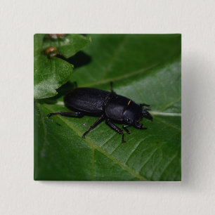 Dorcus parallelipipedus , der kleinere Hirschkäfer Button