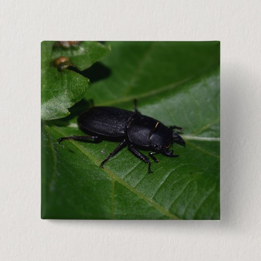 Dorcus parallelipipedus , der kleinere Hirschkäfer Button (Vorderseite)