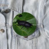 Dorcus parallelipipedus , der kleinere Hirschkäfer Button (Beispiel)