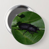 Dorcus parallelipipedus , der kleinere Hirschkäfer Button (Vorne & Hinten)