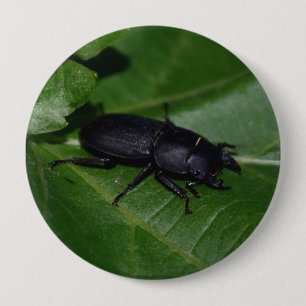 Dorcus parallelipipedus , der kleinere Hirschkäfer Button