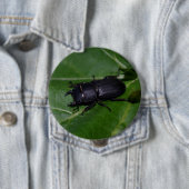 Dorcus parallelipipedus , der kleinere Hirschkäfer Button (Beispiel)