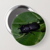 Dorcus parallelipipedus , der kleinere Hirschkäfer Button (Vorne & Hinten)