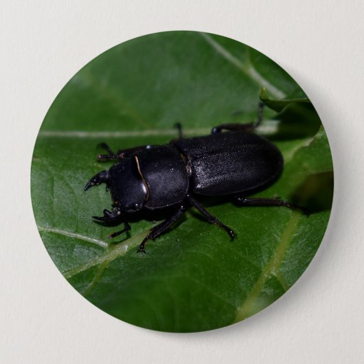 Dorcus parallelipipedus , der kleinere Hirschkäfer Button (Vorderseite)