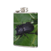 Dorcus parallelipipedus , der kleinere Hirschkäfer Flachmann (Links)