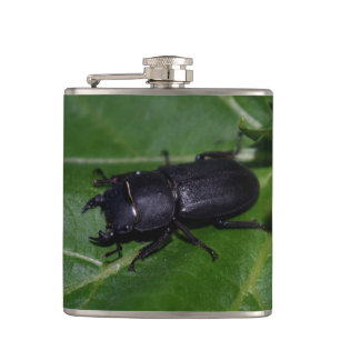 Dorcus parallelipipedus , der kleinere Hirschkäfer Flachmann