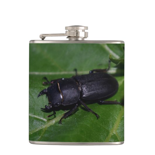 Dorcus parallelipipedus , der kleinere Hirschkäfer Flachmann (Vorderseite)