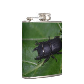 Dorcus parallelipipedus , der kleinere Hirschkäfer Flachmann (Rechts)