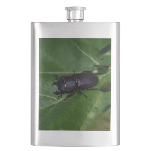 Dorcus parallelipipedus , der kleinere Hirschkäfer Flachmann (Vorderseite)