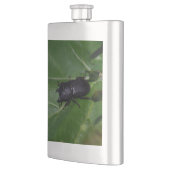 Dorcus parallelipipedus , der kleinere Hirschkäfer Flachmann (Links)