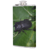 Dorcus parallelipipedus , der kleinere Hirschkäfer Flachmann (Links)