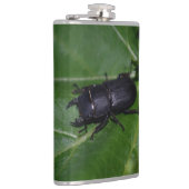 Dorcus parallelipipedus , der kleinere Hirschkäfer Flachmann (Rechts)