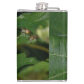 Dorcus parallelipipedus , der kleinere Hirschkäfer Flachmann (Rückseite)