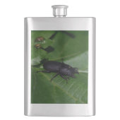 Dorcus parallelipipedus , der kleinere Hirschkäfer Flachmann (Vorderseite)