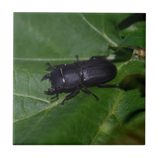 Dorcus parallelipipedus , der kleinere Hirschkäfer Fliese (Vorderseite)