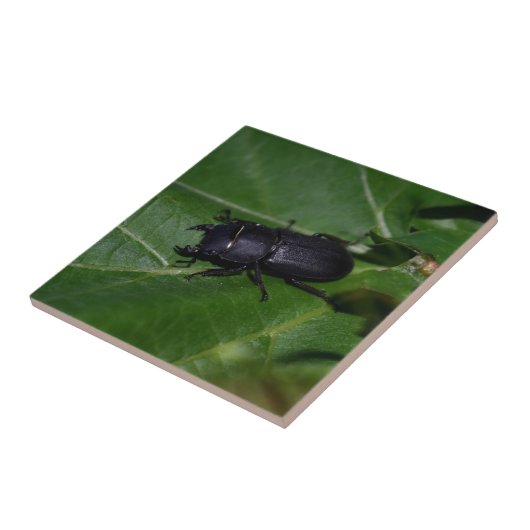 Dorcus parallelipipedus , der kleinere Hirschkäfer Fliese (Seite)