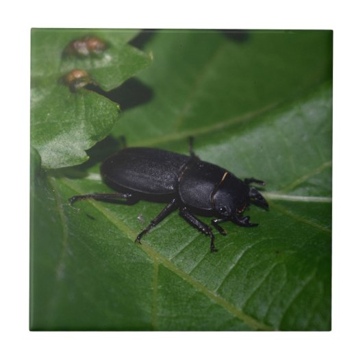 Dorcus parallelipipedus , der kleinere Hirschkäfer Fliese (Vorderseite)