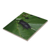 Dorcus parallelipipedus , der kleinere Hirschkäfer Fliese (Seite)