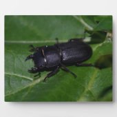 Dorcus parallelipipedus , der kleinere Hirschkäfer Fotoplatte (Vorderseite)