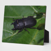 Dorcus parallelipipedus , der kleinere Hirschkäfer Fotoplatte (Seite)