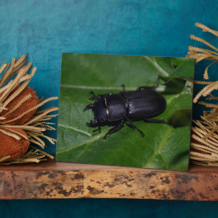 Dorcus parallelipipedus , der kleinere Hirschkäfer Fotoplatte