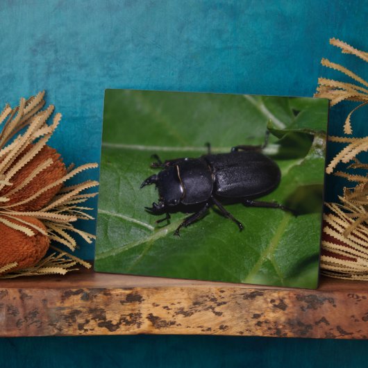 Dorcus parallelipipedus , der kleinere Hirschkäfer Fotoplatte (Seite)