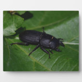 Dorcus parallelipipedus , der kleinere Hirschkäfer Fotoplatte (Vorderseite)