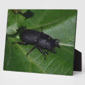 Dorcus parallelipipedus , der kleinere Hirschkäfer Fotoplatte (Seite)