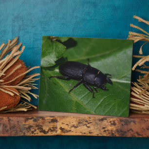 Dorcus parallelipipedus , der kleinere Hirschkäfer Fotoplatte
