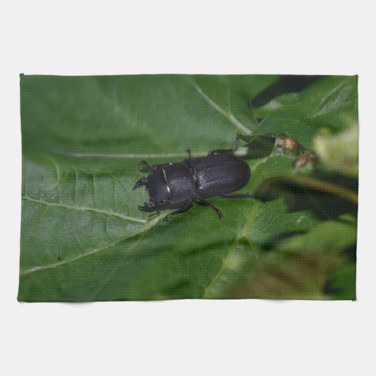 Dorcus parallelipipedus , der kleinere Hirschkäfer Geschirrtuch (Horizontal)