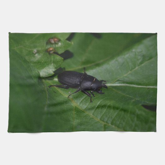 Dorcus parallelipipedus , der kleinere Hirschkäfer Geschirrtuch (Horizontal)