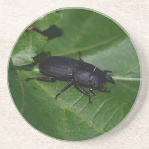 Dorcus parallelipipedus , der kleinere Hirschkäfer Getränkeuntersetzer