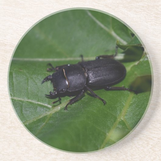Dorcus parallelipipedus , der kleinere Hirschkäfer Getränkeuntersetzer (Vorne)