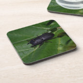 Dorcus parallelipipedus , der kleinere Hirschkäfer Getränkeuntersetzer (Linke Seite)