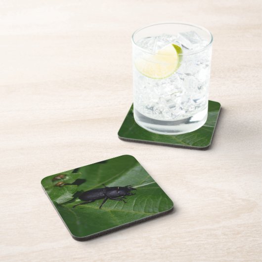 Dorcus parallelipipedus , der kleinere Hirschkäfer Getränkeuntersetzer (Rechte Seite)