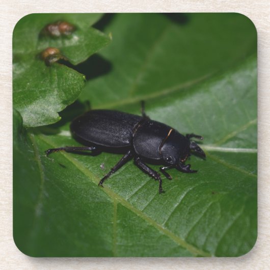 Dorcus parallelipipedus , der kleinere Hirschkäfer Getränkeuntersetzer (Vorderseite)