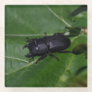 Dorcus parallelipipedus , der kleinere Hirschkäfer Glasuntersetzer