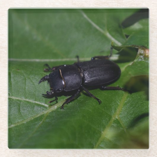 Dorcus parallelipipedus , der kleinere Hirschkäfer Glasuntersetzer (Vorderseite)