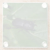 Dorcus parallelipipedus , der kleinere Hirschkäfer Glasuntersetzer (Rückseite)
